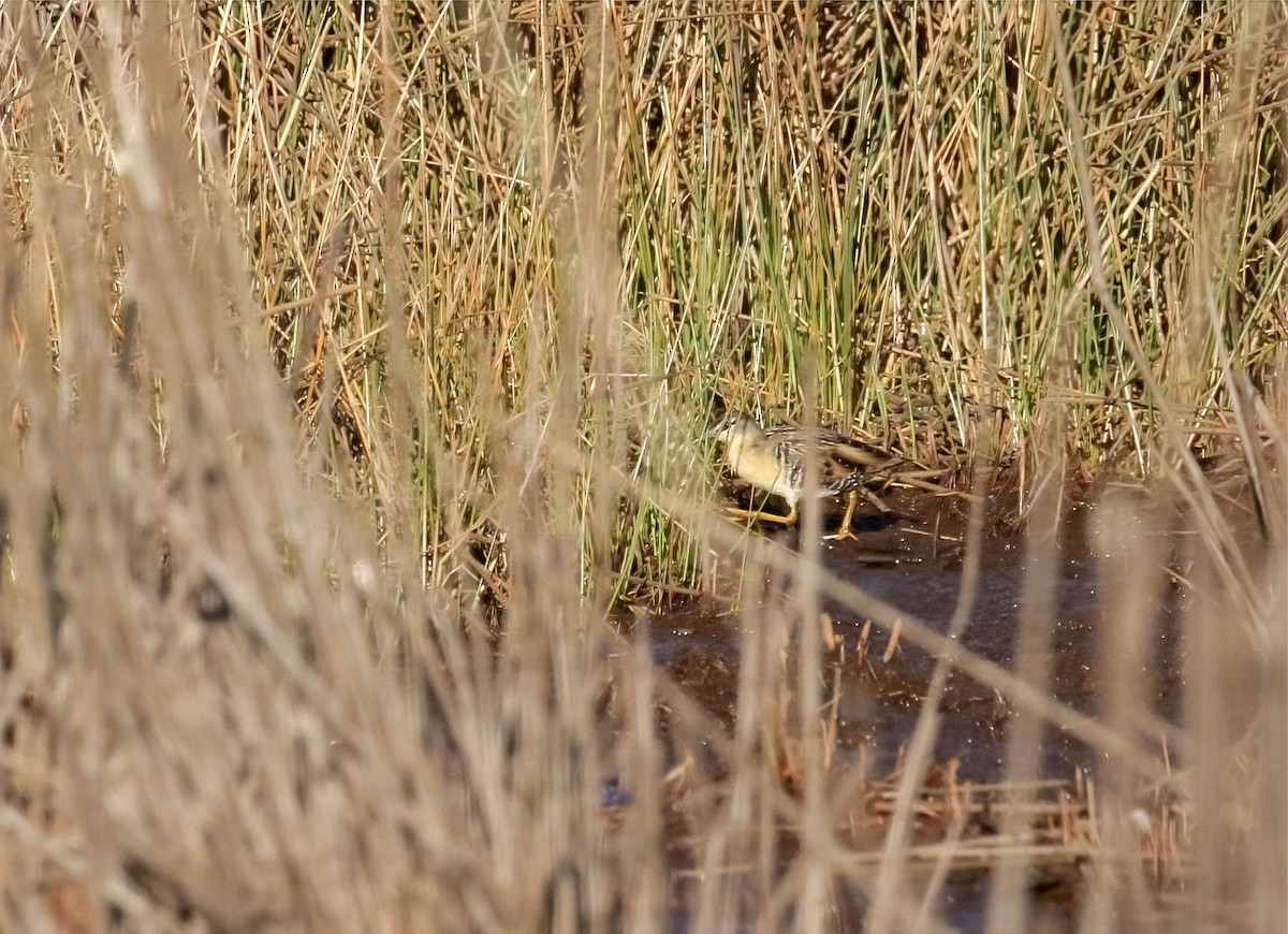 chřástal žlutoprsý - ML623149060