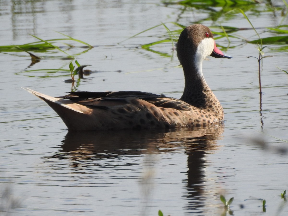 White-cheeked Pintail - Guillermo Costa