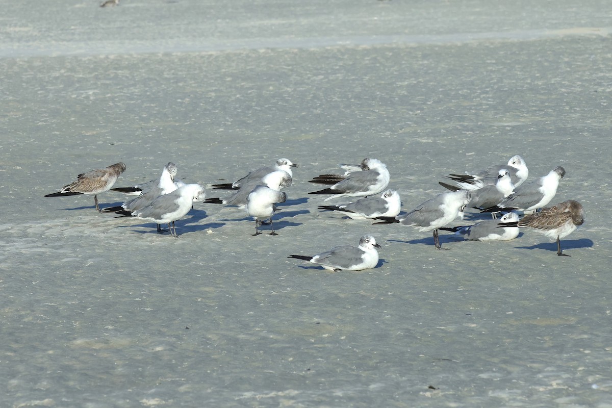 Gaviota Guanaguanare - ML623149095