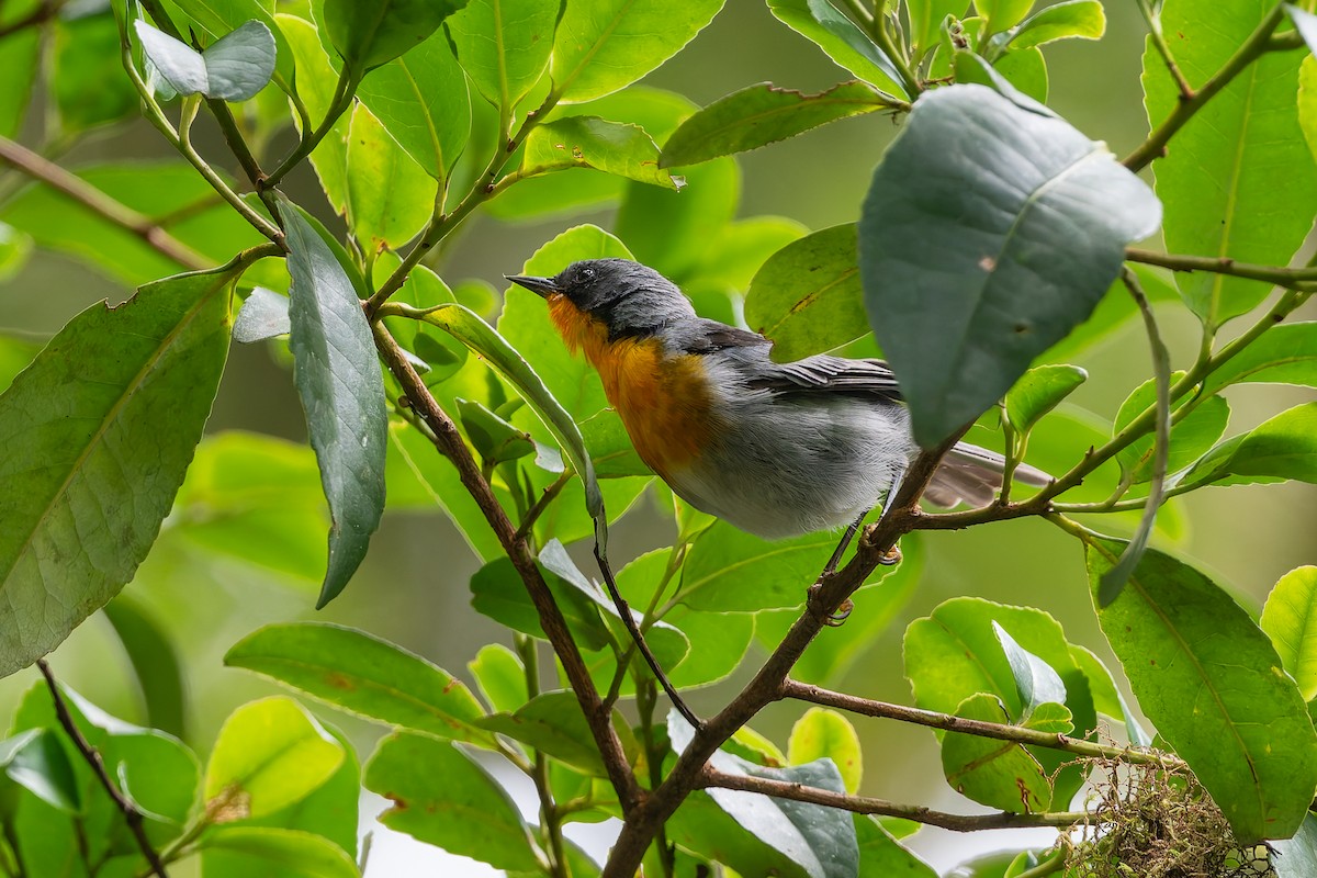 Flame-throated Warbler - ML623149124