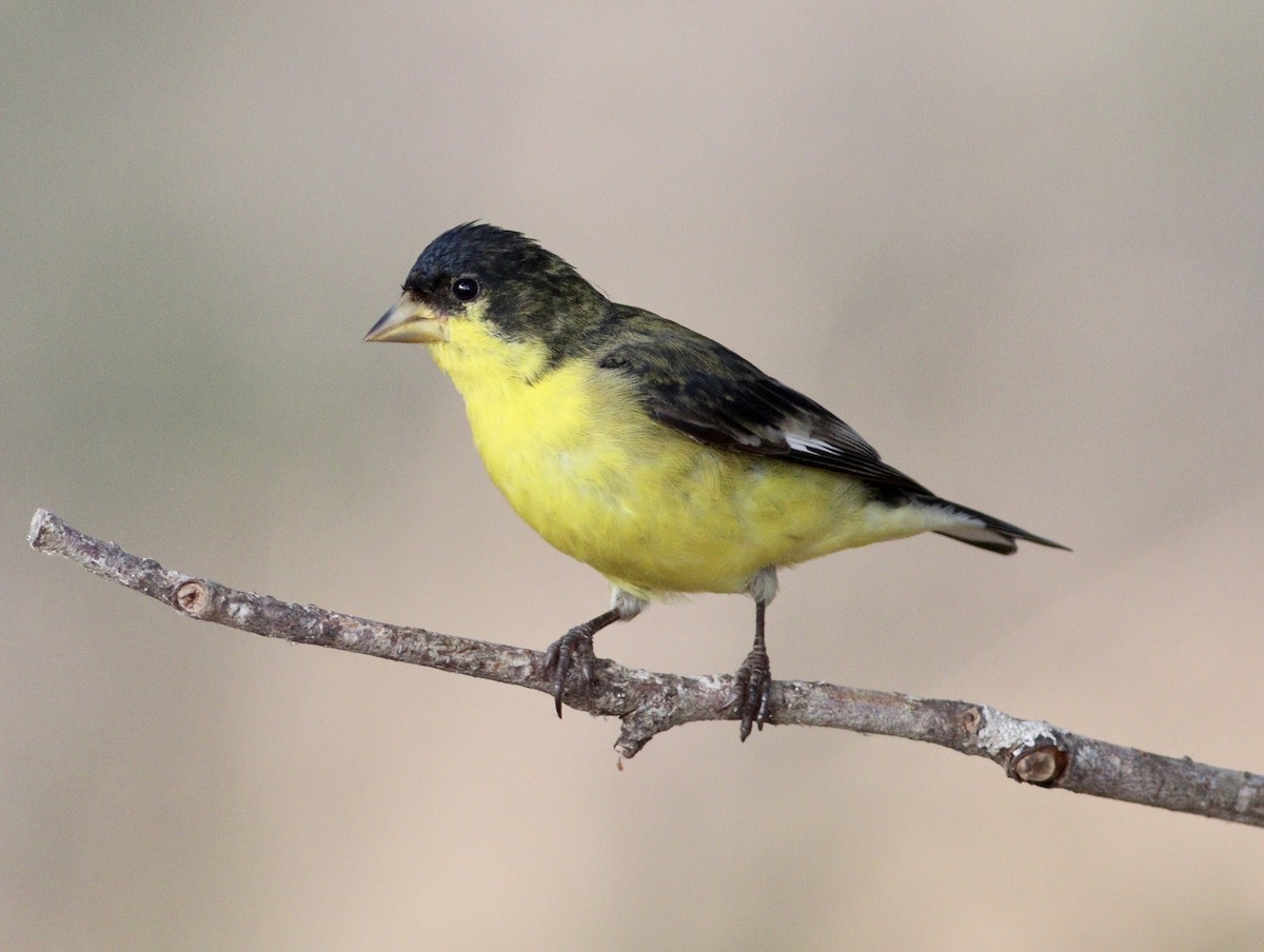 Lesser Goldfinch - ML623149126