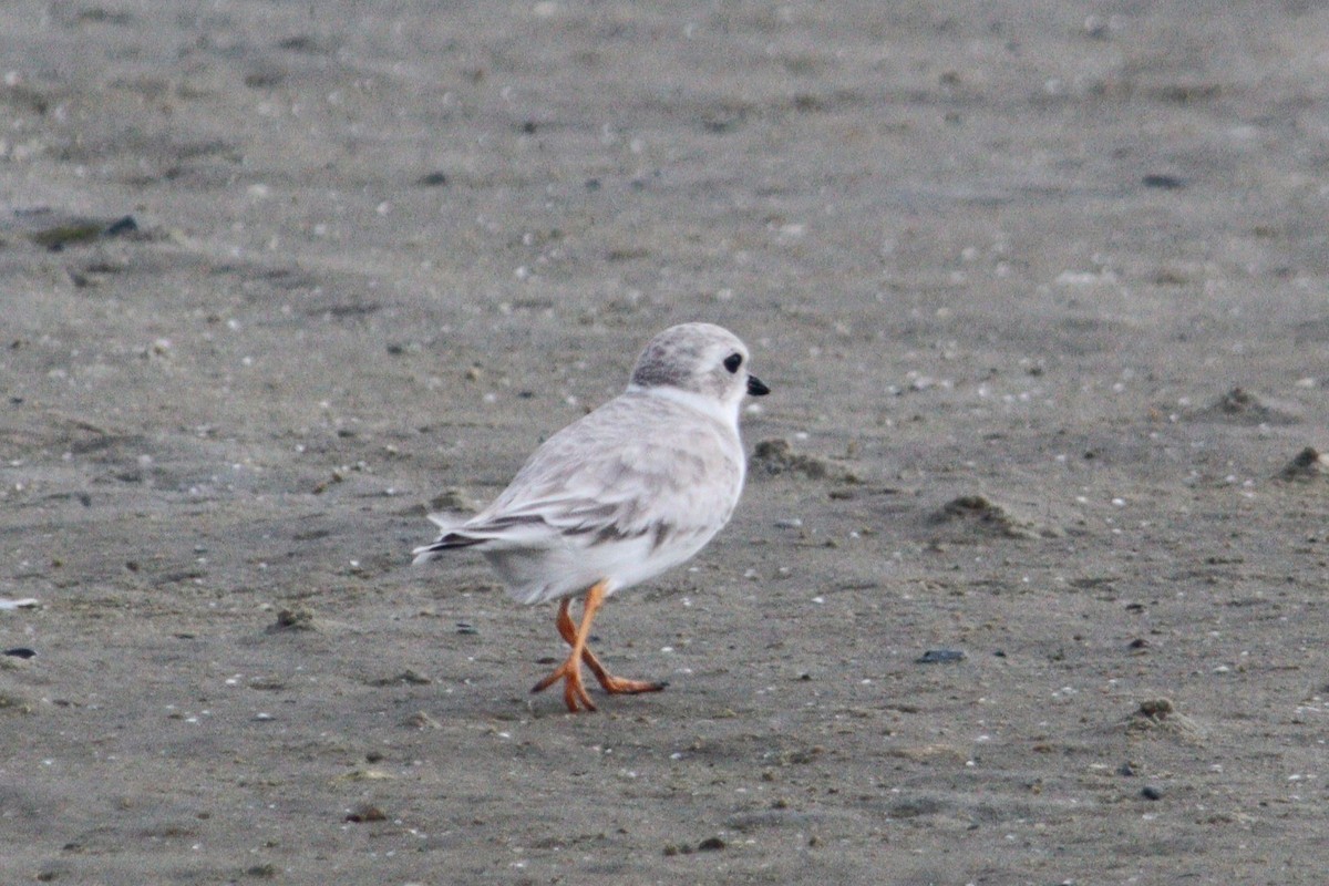 Piping Plover - ML623149150