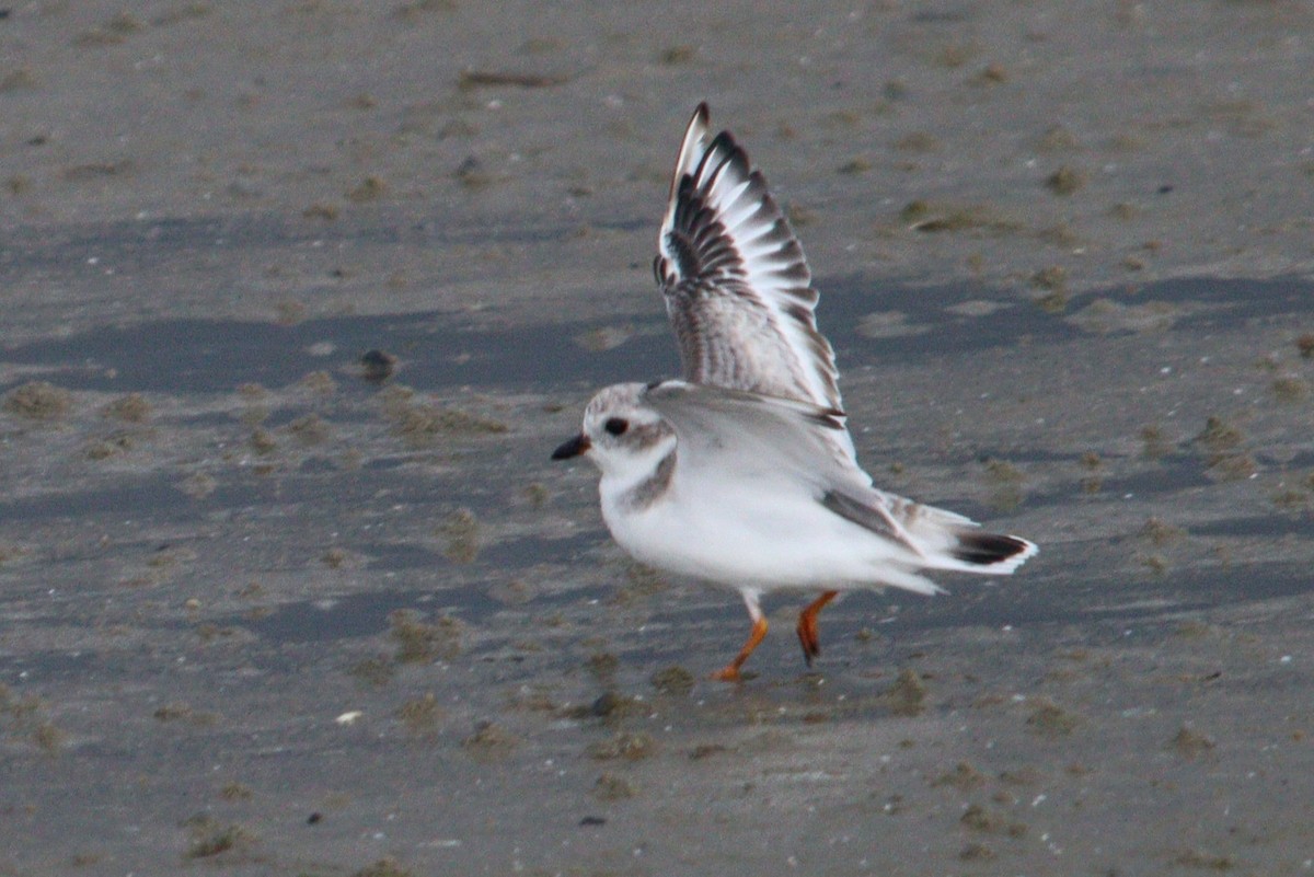 Piping Plover - ML623149151