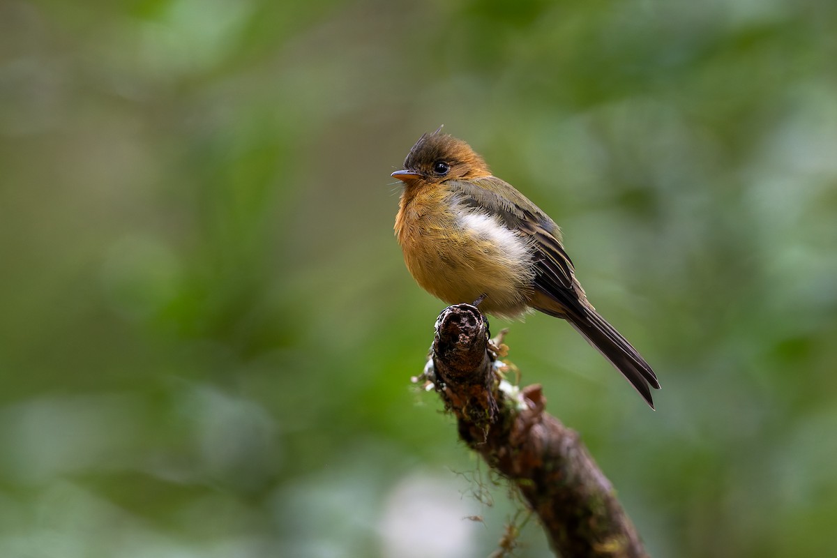 Tufted Flycatcher - ML623149155