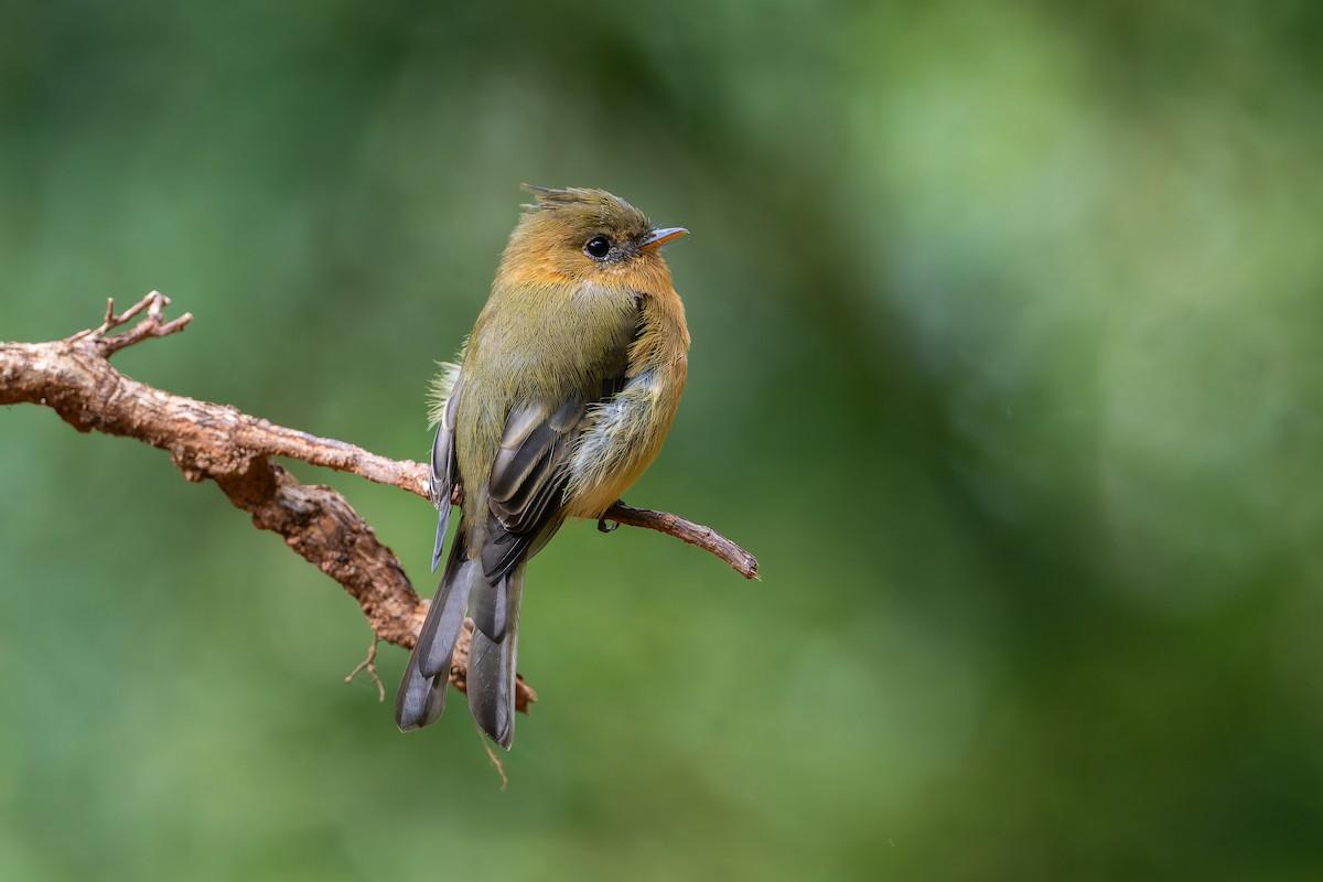 Tufted Flycatcher - ML623149210