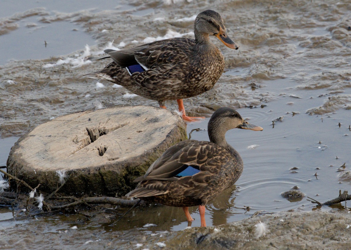 Mallard - ML623149239