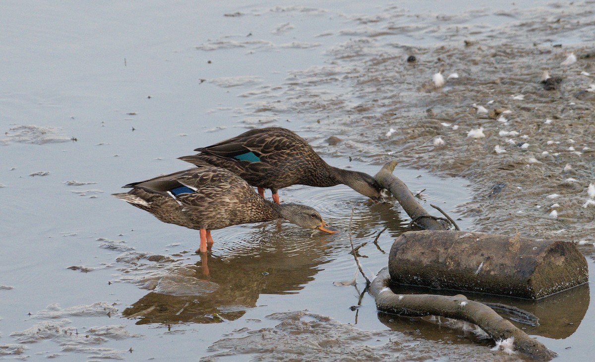 Mallard - ML623149248