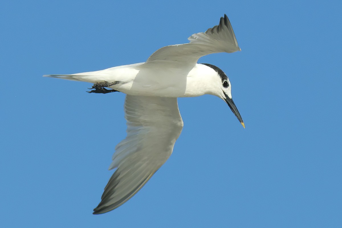 Sandwich Tern - David Wilson