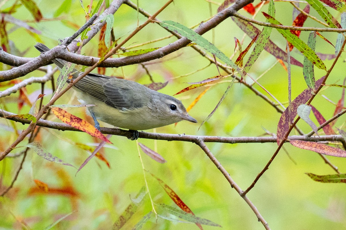Warbling Vireo - ML623149291