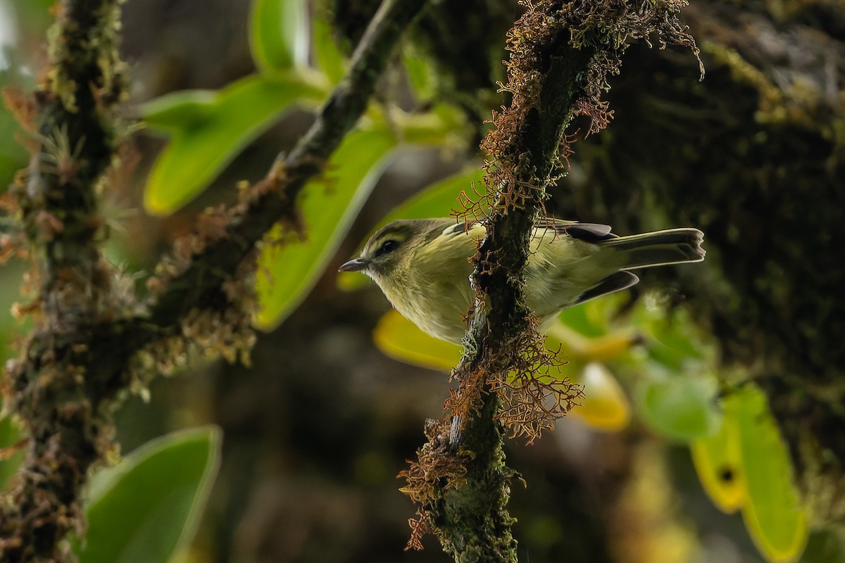 Yellow-winged Vireo - ML623149301