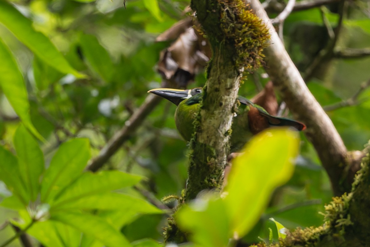 Northern Emerald-Toucanet - ML623149334