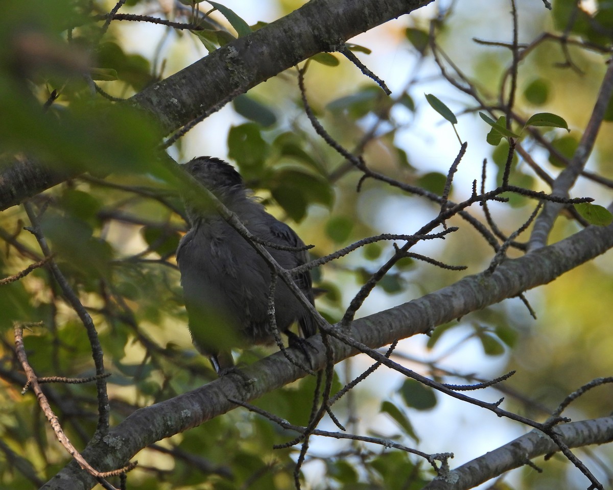 Gray Catbird - ML623149542