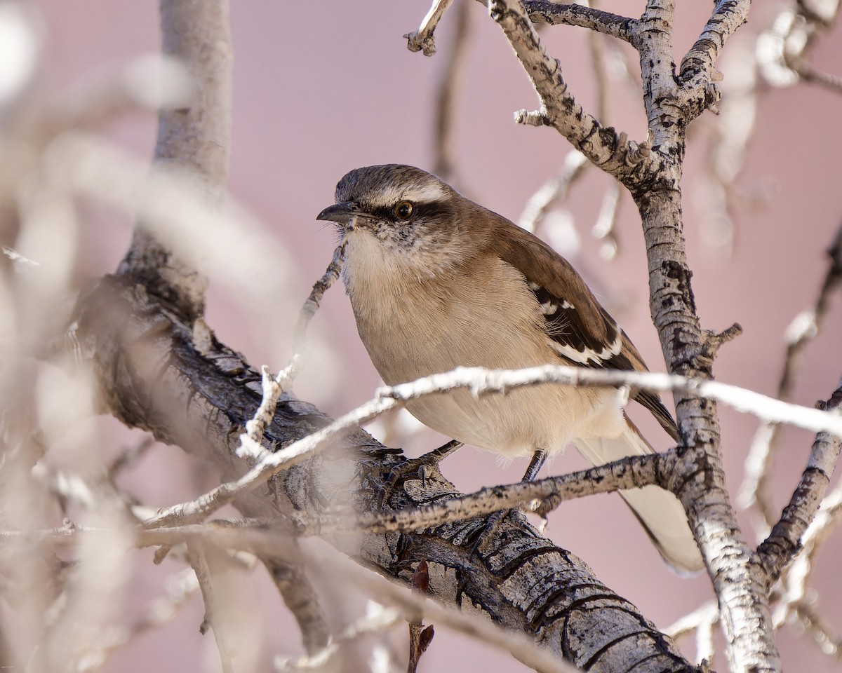Brown-backed Mockingbird - ML623149556