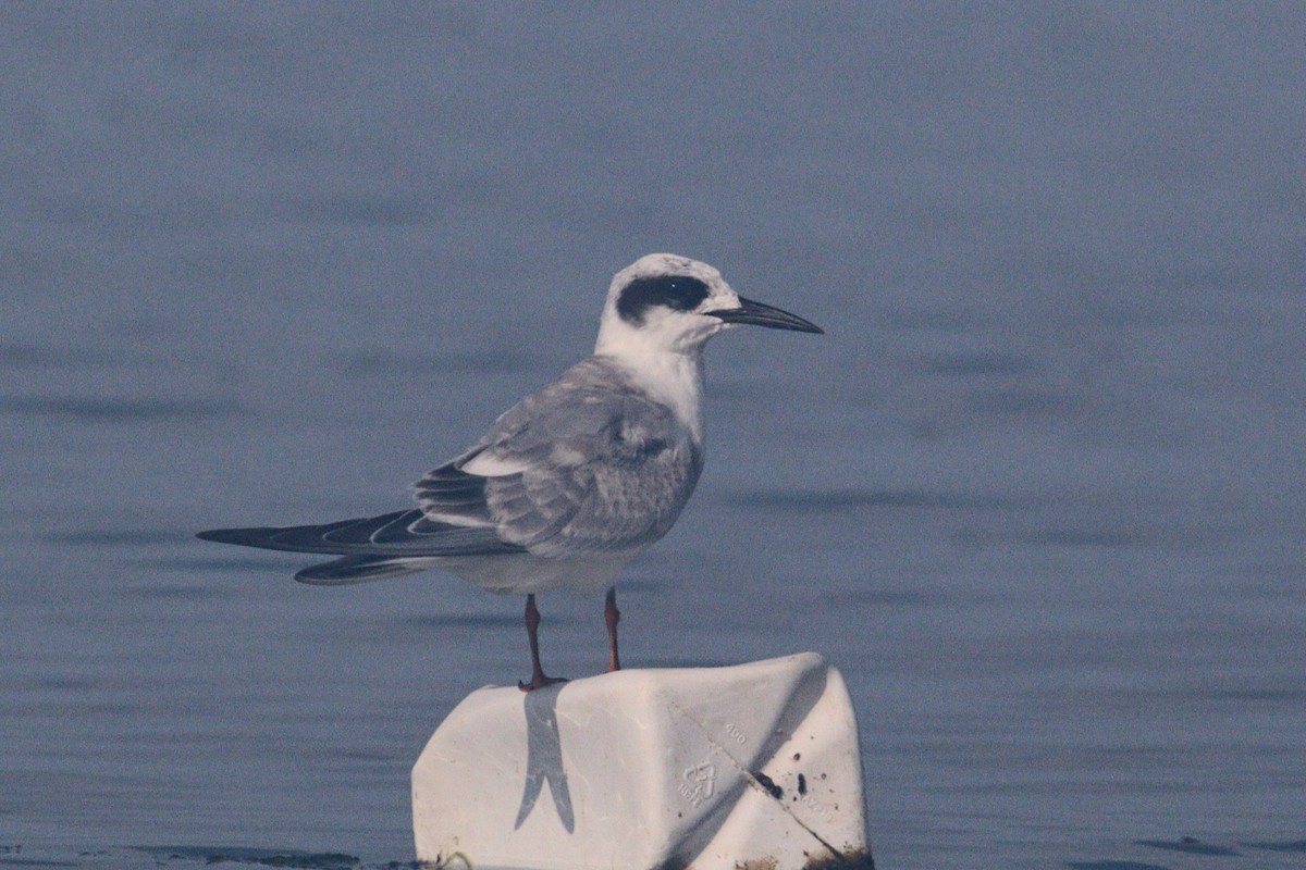 Forster's Tern - ML623149562