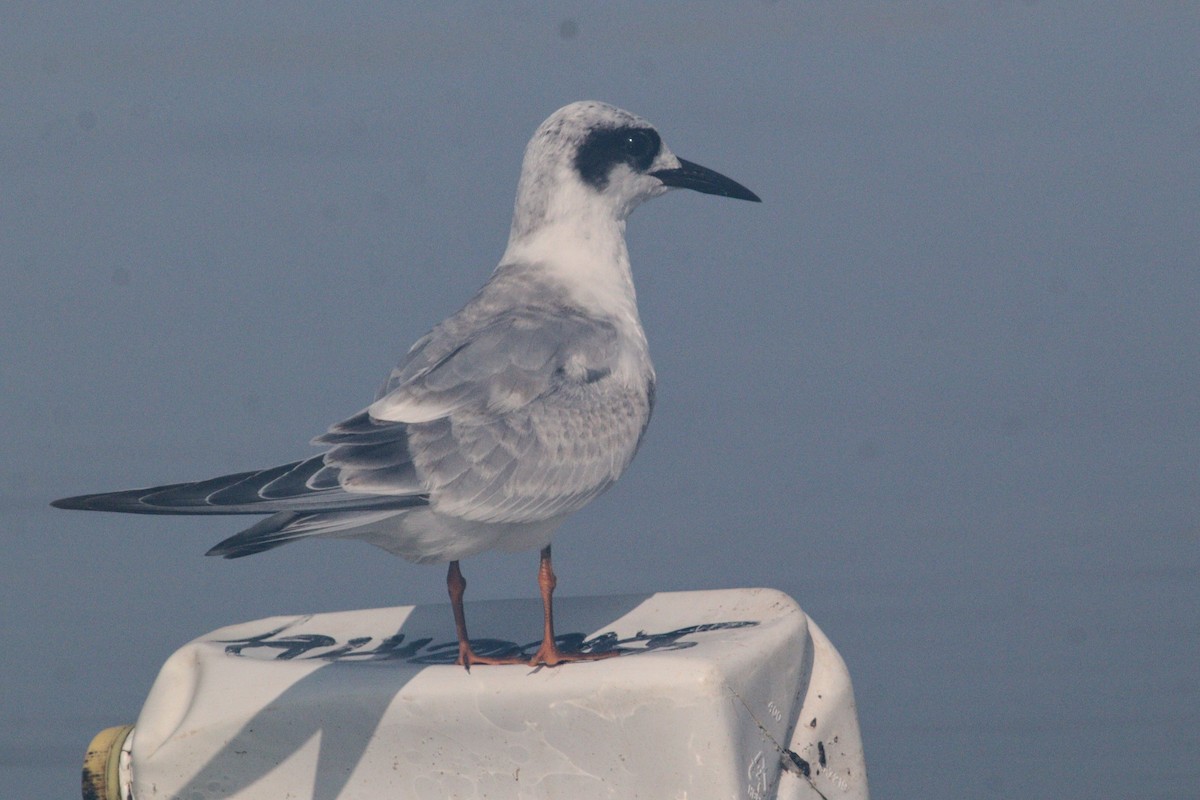 Forster's Tern - ML623149563