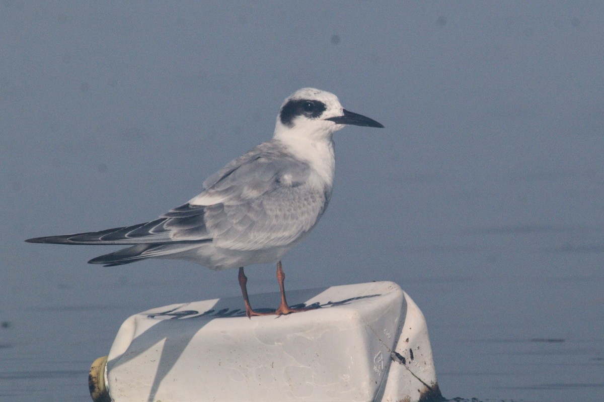 Forster's Tern - ML623149564