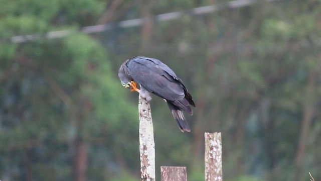Hook-billed Kite - ML623149586