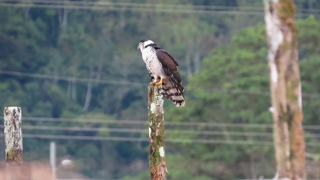 Hook-billed Kite - ML623149587