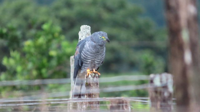 Hook-billed Kite - ML623149605