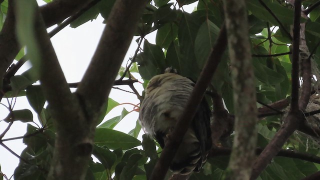 Hook-billed Kite - ML623149627
