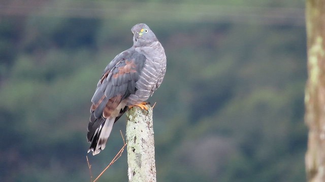 Hook-billed Kite - ML623149642