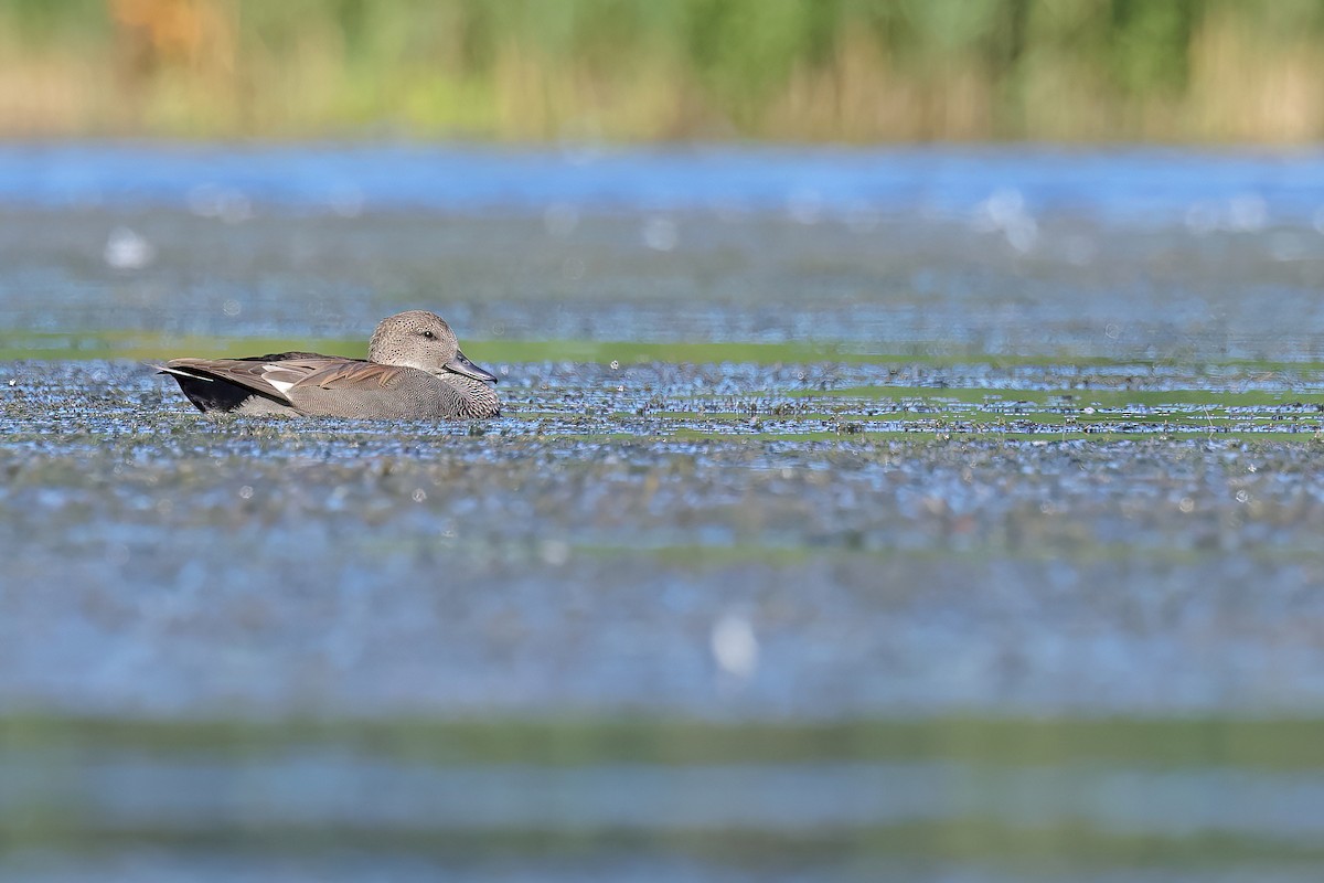 Gadwall - ML623149663