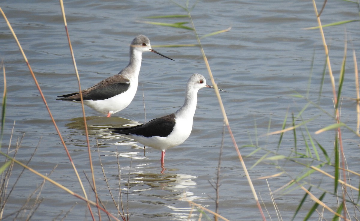 Black-winged Stilt - Javier Robres