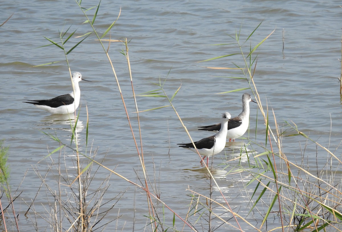 Black-winged Stilt - Javier Robres