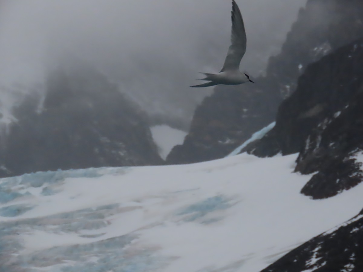 Antarctic Tern (South Georgia) - ML623149842