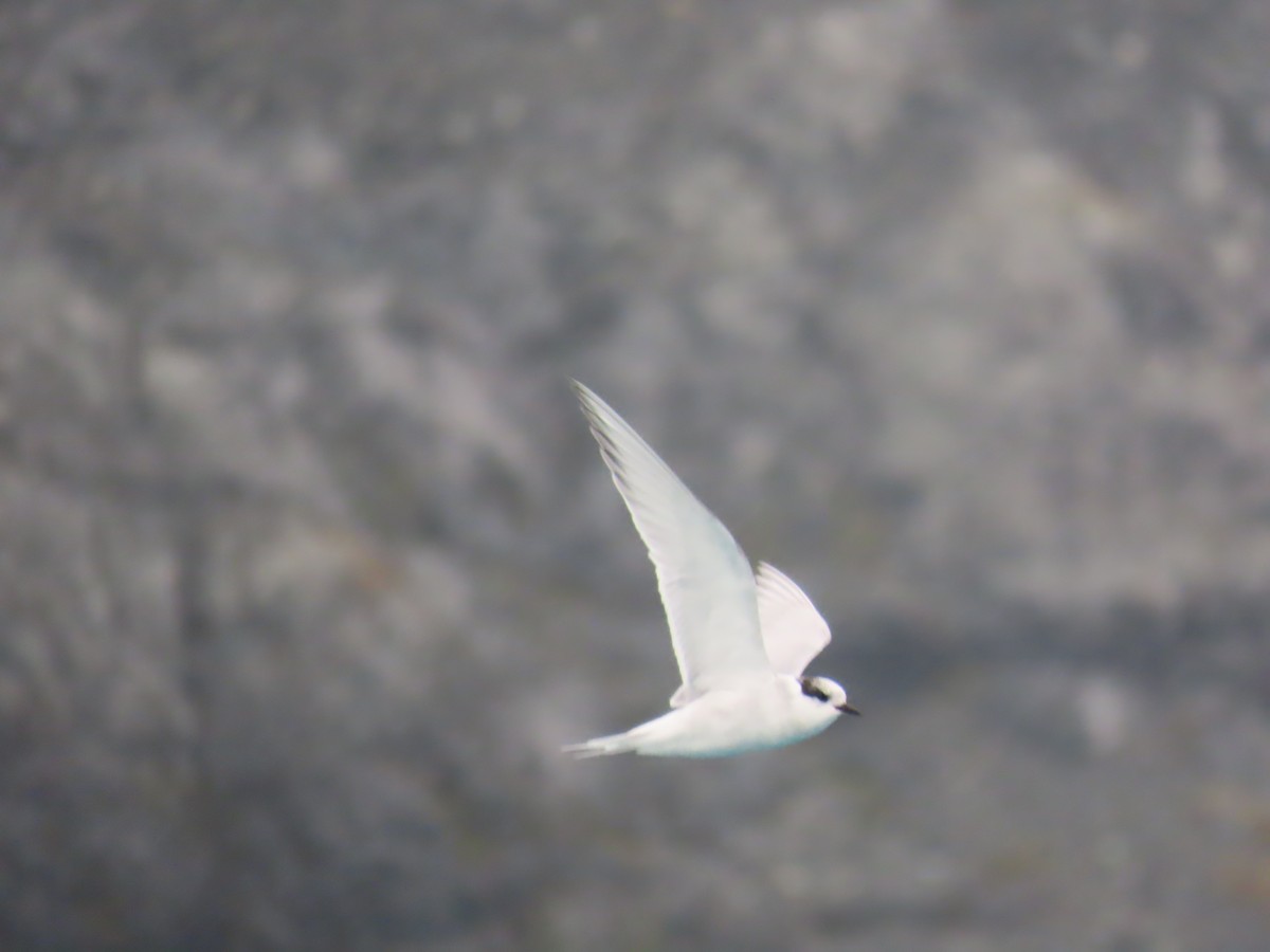 Antarctic Tern (South Georgia) - ML623149860