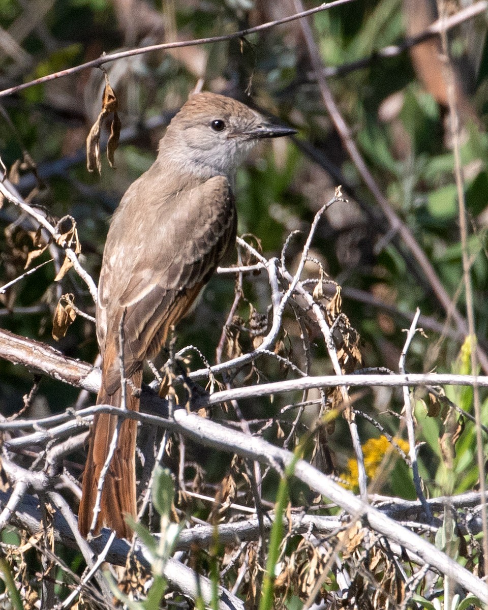 Ash-throated Flycatcher - ML623149978