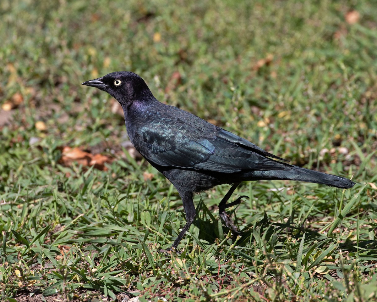 Brewer's Blackbird - ML623150017