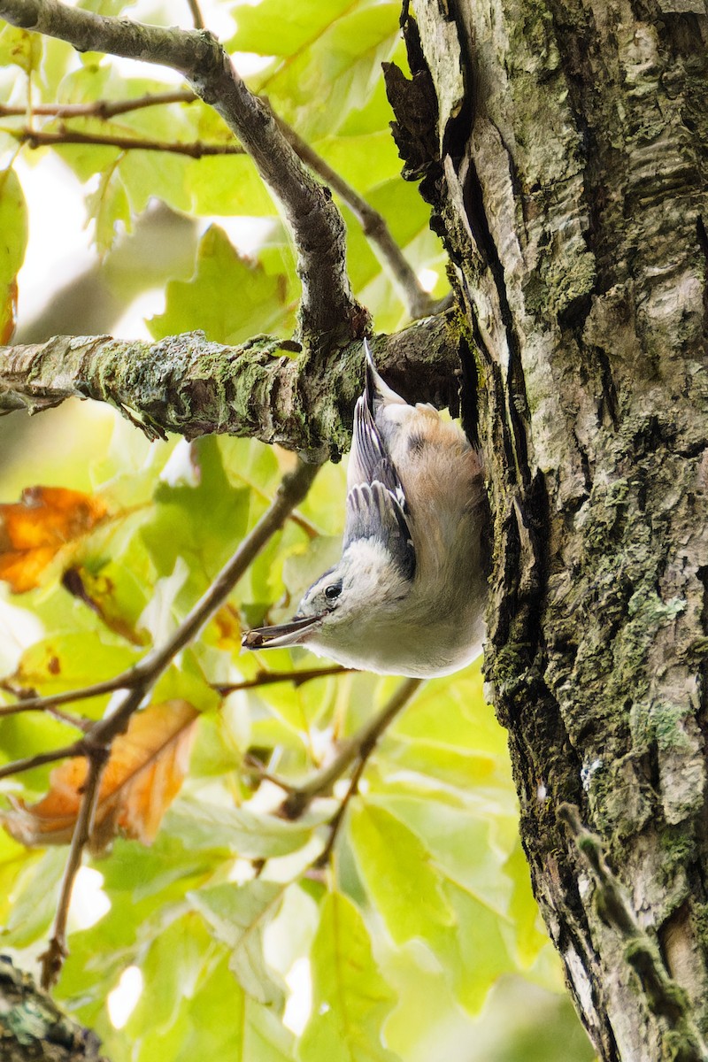 White-breasted Nuthatch - ML623150076