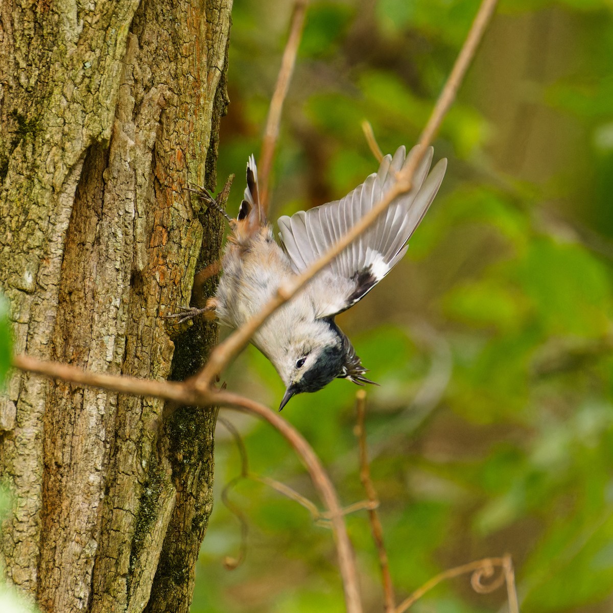 White-breasted Nuthatch - ML623150080