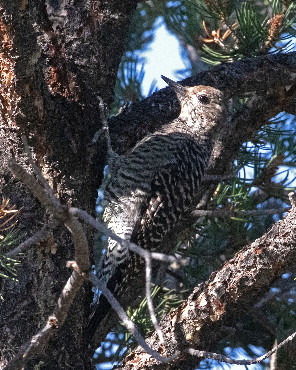 Williamson's Sapsucker - ML623150122