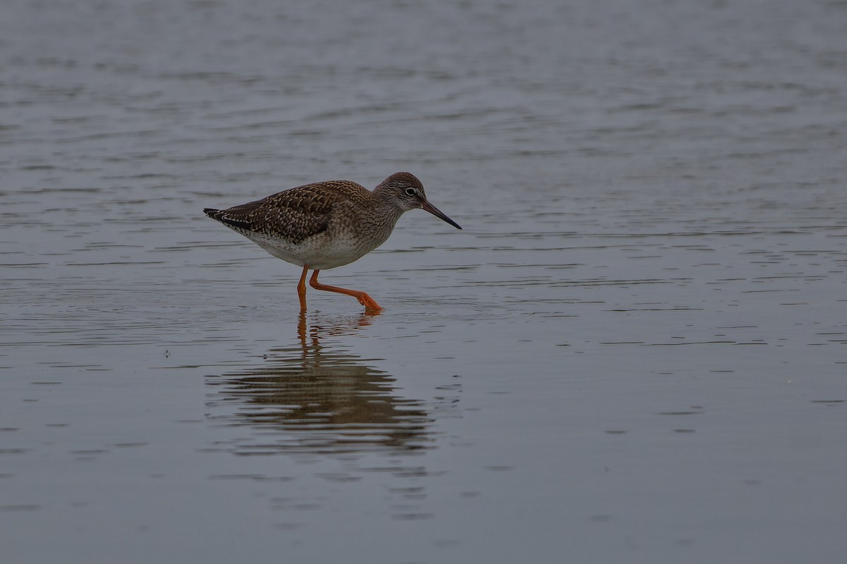 Common Redshank - ML623150134