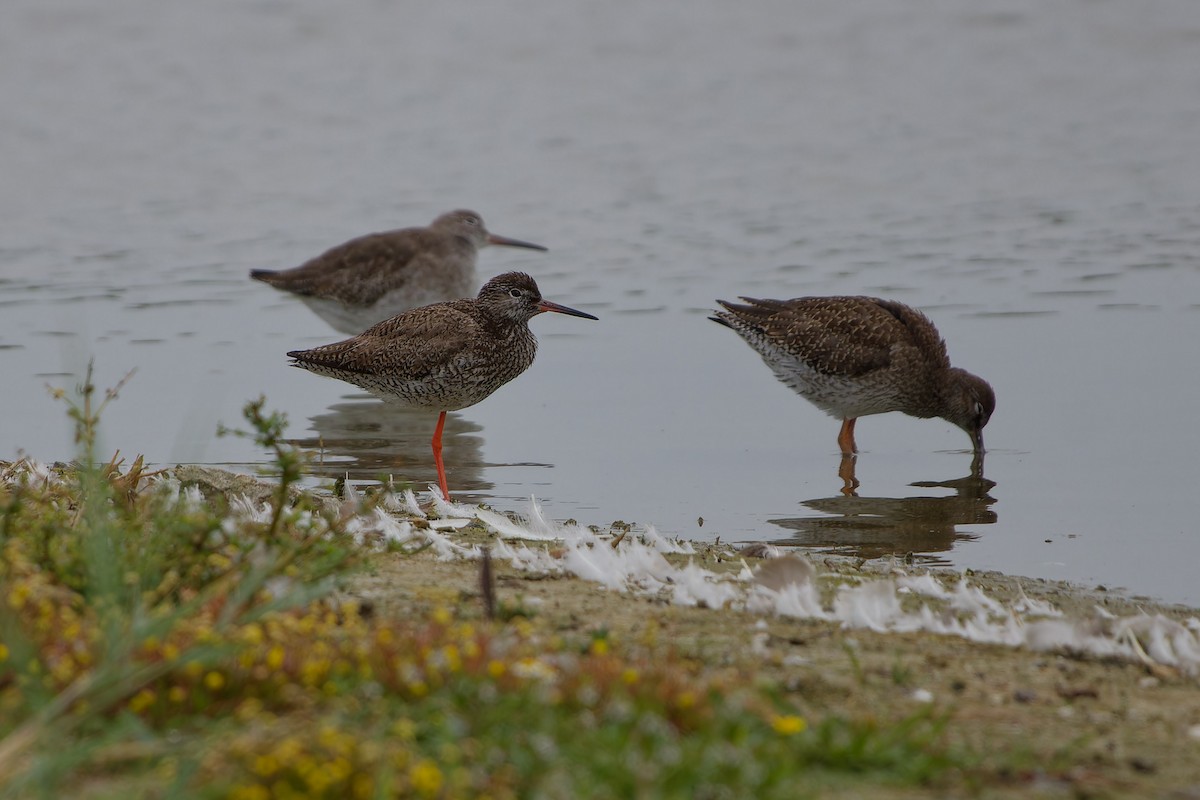 Common Redshank - ML623150137