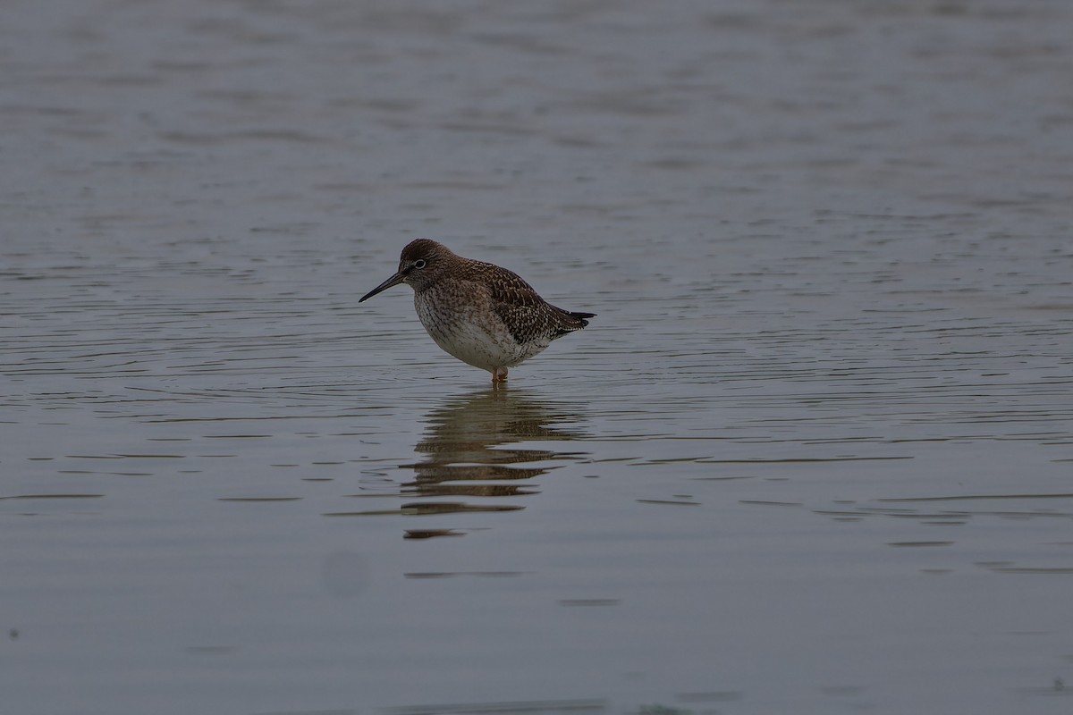 Common Redshank - ML623150141