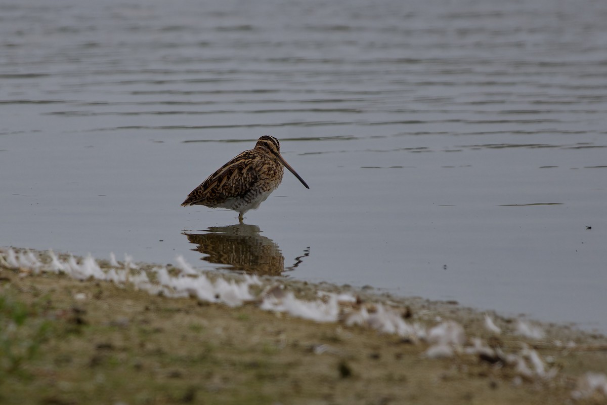 Common Snipe - ML623150146