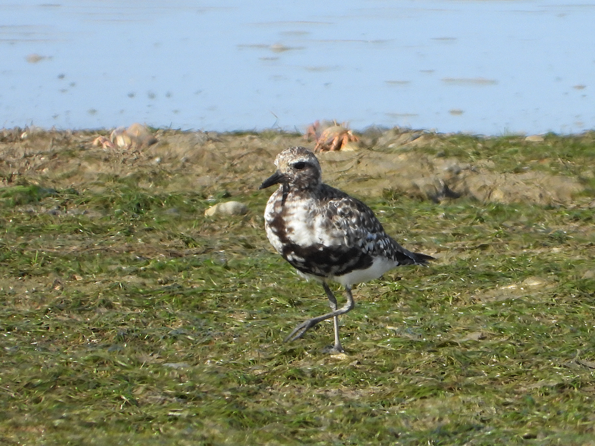 Black-bellied Plover - ML623150200