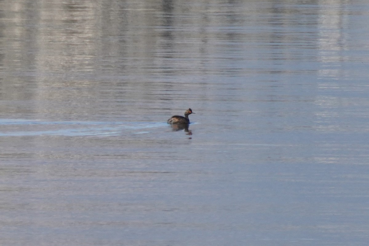 Eared Grebe - ML623150293