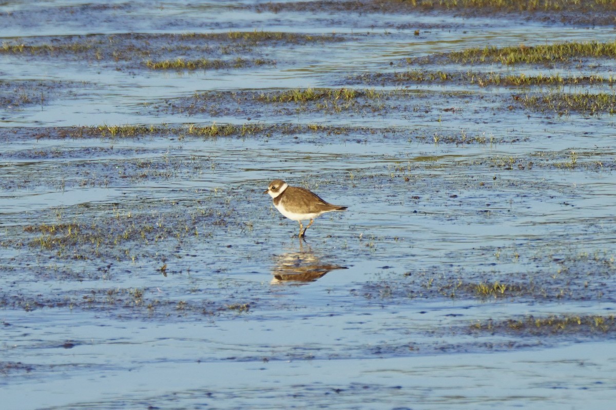 Semipalmated Plover - ML623150300