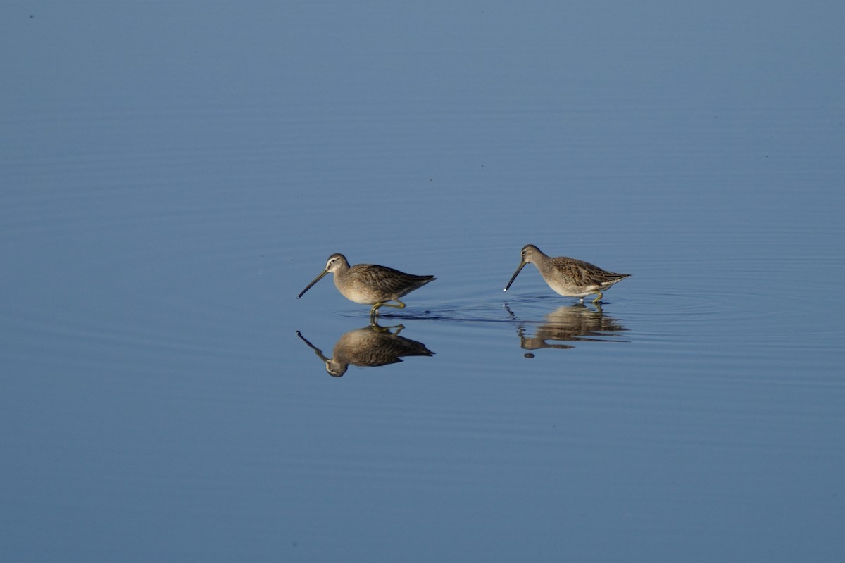 Long-billed Dowitcher - ML623150307