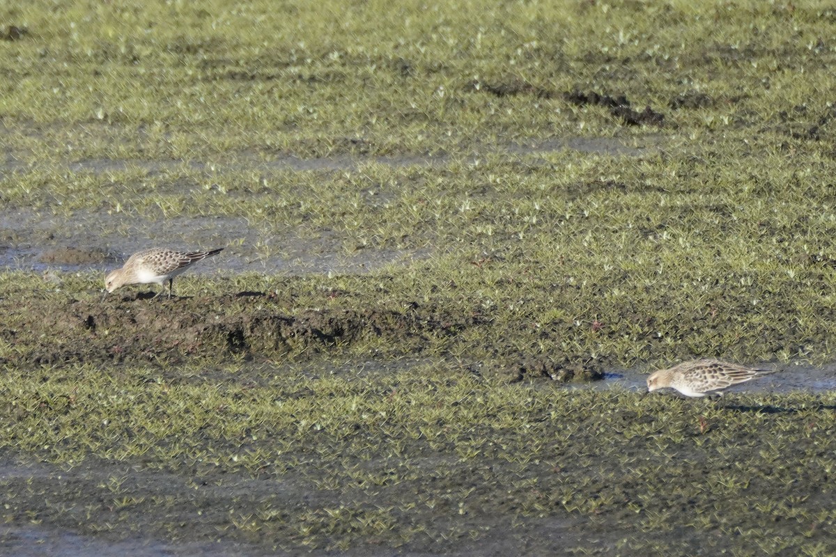 Baird's Sandpiper - ML623150313