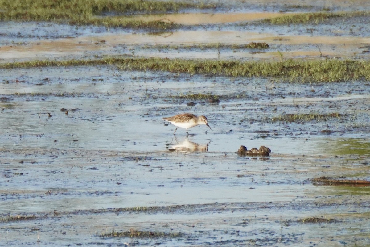 Western Sandpiper - ML623150322