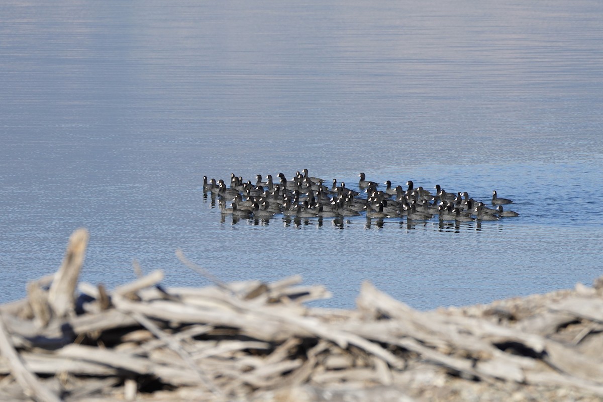 American Coot - ML623150335