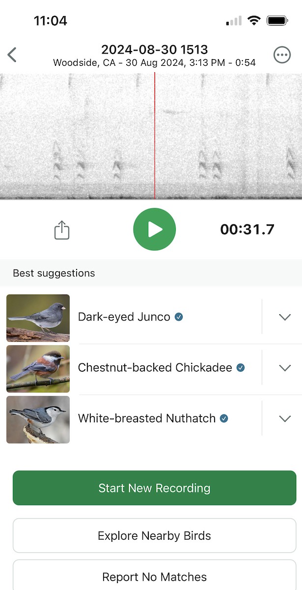 White-breasted Nuthatch - ML623150382
