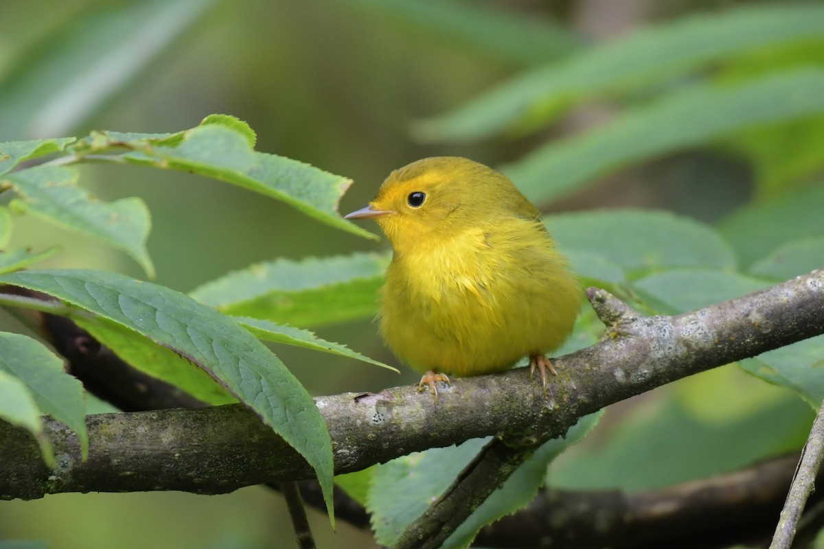 Wilson's Warbler - Kelly Kirkpatrick