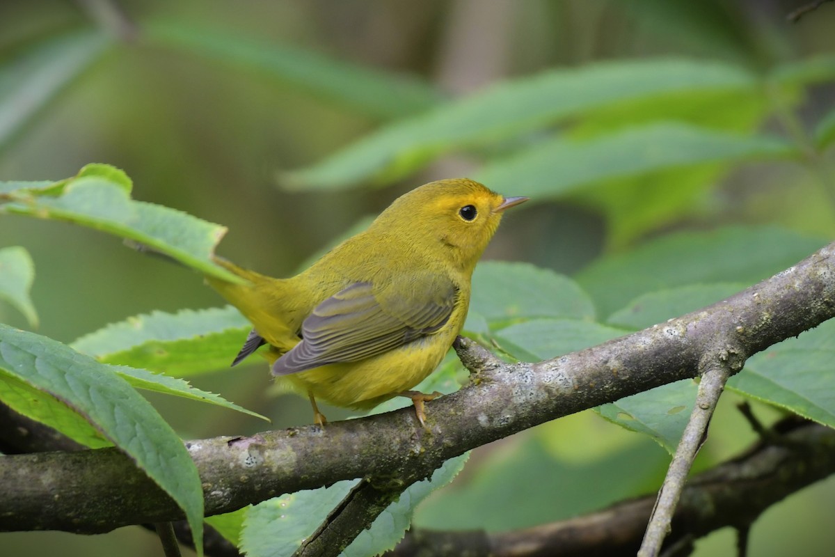 Wilson's Warbler - ML623150423