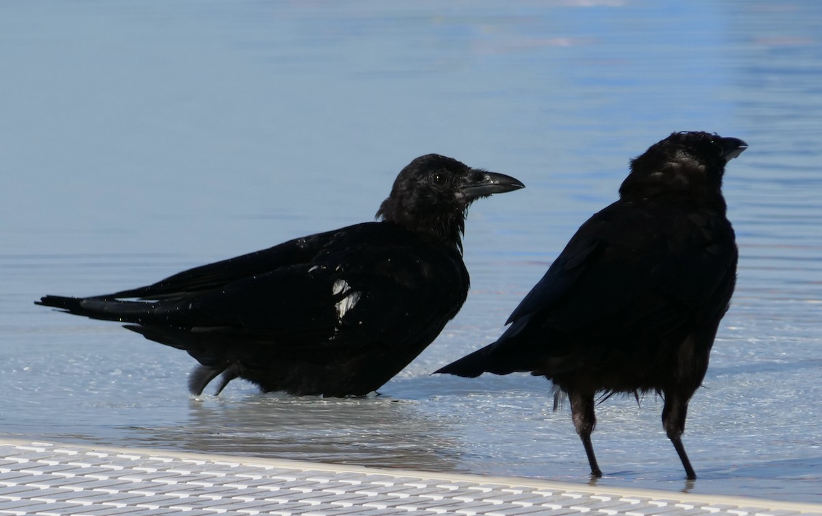 American Crow - ML623150454